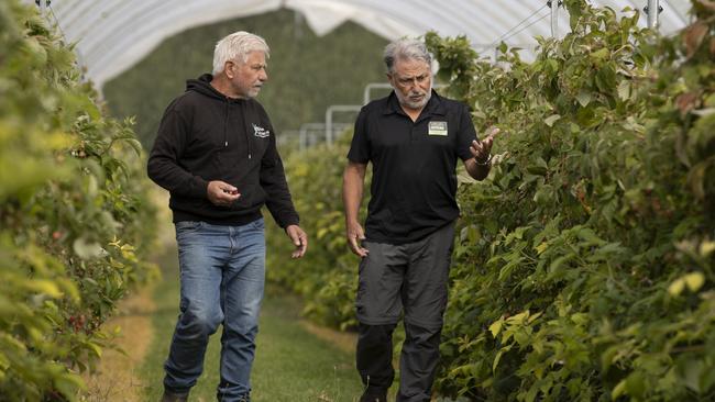 Adelaide Hills berry farm brothers, Dominic and Sam Virgara walk through raspberries that cannot be picked and sold because they are on the edge of the fruit fly zone. Picture: Brett Hartwig