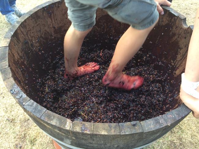 Stomp on it at Grampians Grape Escape. Picture: Kerri Kingston