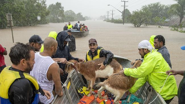 A heroic squad of Fijian abattoir workers rescued people and livestock on the edge of Lismore’s CBD. Picture: Media Mode