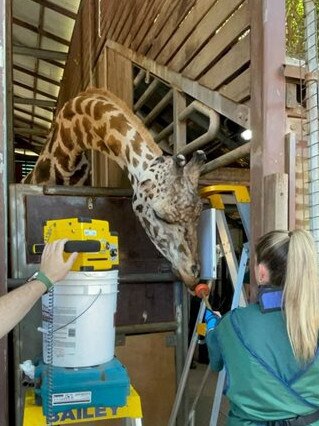 Armani’s dental X-rays. Picture: Perth Zoo