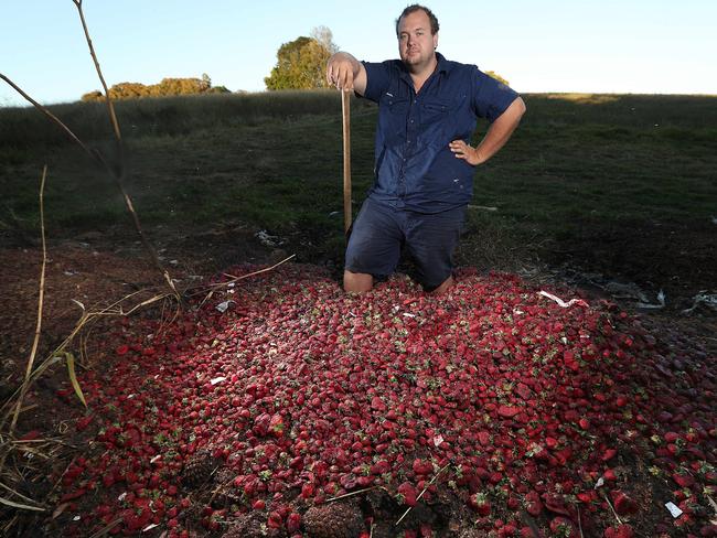 Fourth generation strawberry farmer Aiden Young, located in Brisbane, has had to dump tens of thousands of dollars worth of strawberries. Picture: Lyndon Mechielsen