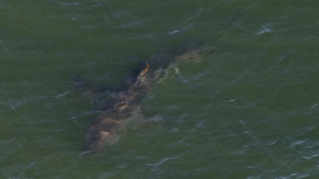 A shark spotted off Brunswick during a helicopter flight along the beaches from the Gold Coast to Ballina. Pics Adam Head