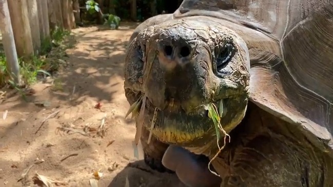 Tortoise Shell-ebrates Turning 54 With Special Cake at Perth Zoo ...