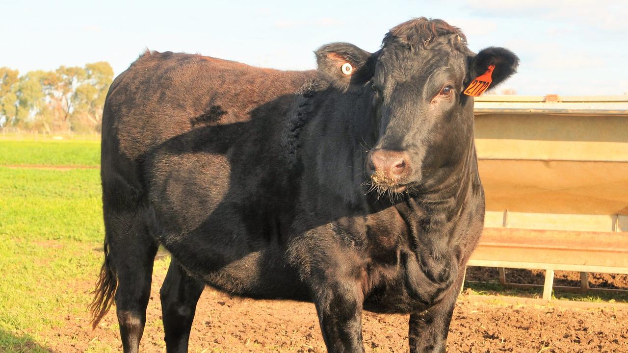 Consistent routine: Everything Wagyu at Cohuna keeps its stock in groups of about 30 and feeds them a diet of grain and straw.