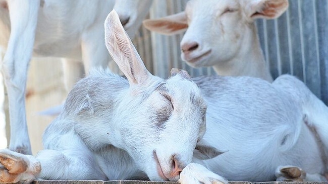 The Gippy Goat Cafe has been forced to close after being targeted by vegan activists. Picture: Instagram