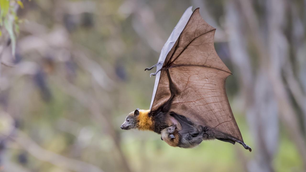 Threatened species habitat: 150ha lost in Adelaide over 20 years | The ...