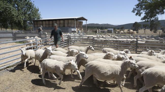 Inmates work in the sheep yards at Mannus Correctional Centre where prisoners learn to shear sheep, tend to the orchards and learn the tricks of the farming trade. Picture: Gary Ramage