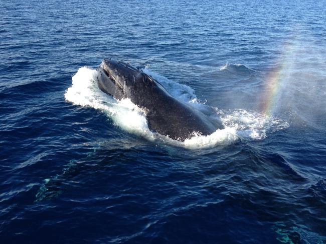 A whale creates a colourful display. Picture: Leanne Edmistone