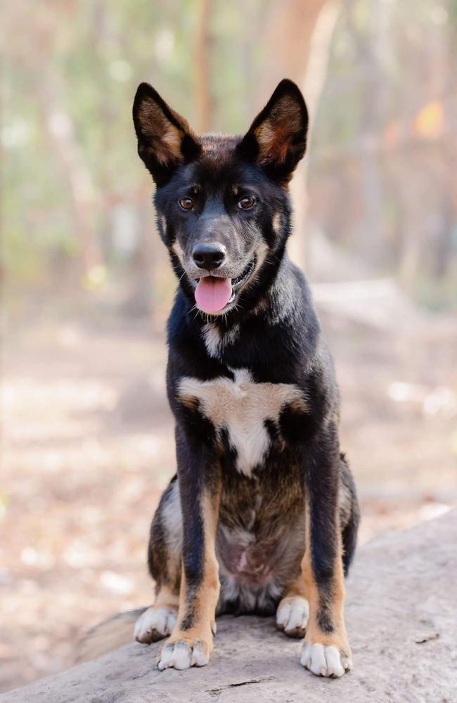 Lost Puppy Found in Australia Is Actually Rare Dingo, DNA Test