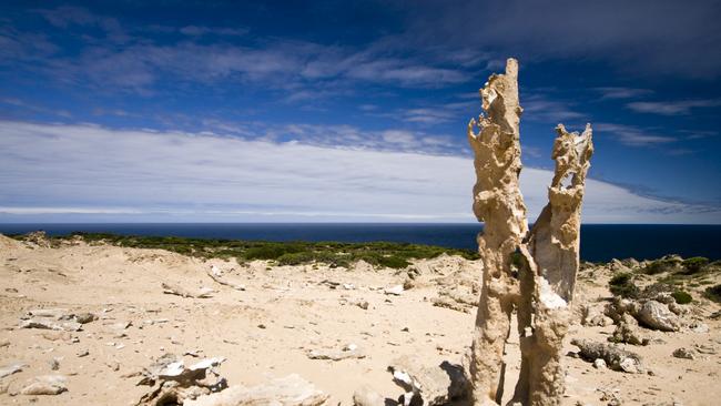 Remnants of a calcified forest on King Island.