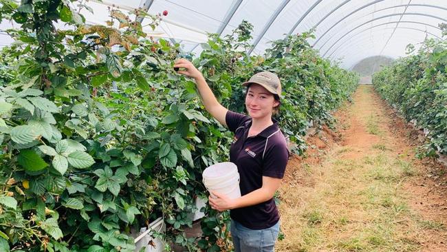 TAFE NSW student Carol Mortensen picks blueberry samples at Costa Group's operations at Tolga.