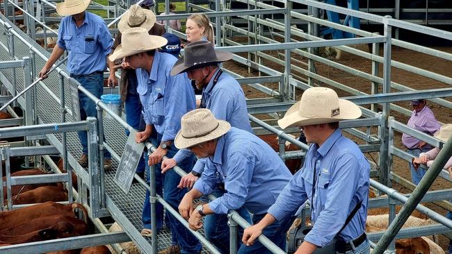 Thousands of cattle went under the hammer at the Kubota Weaner and Feeder sale at CQLX on Monday.