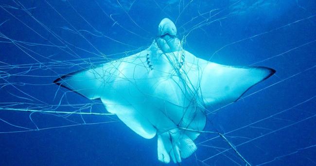 DEADLY NET: An eagle ray is caught up in nets with deadly impact. Picture: Contribute