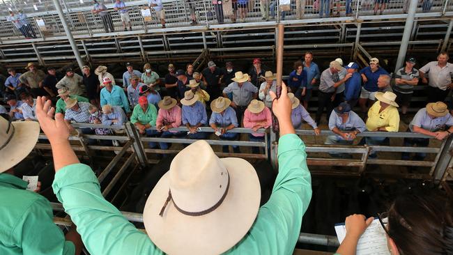 The huge yarding of 7500 weaners at Mortlake a fortnight ago saw price discounts on the large volume of cattle. Picture: Yuri Kouzmin