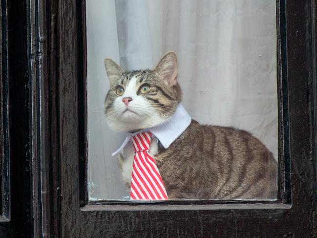 A cat wearing a striped tie and white collar looks out of the window of the Embassy of Ecuador as Swedish prosecutors question Wikileaks founder Julian Assange in 2016. Picture: Getty