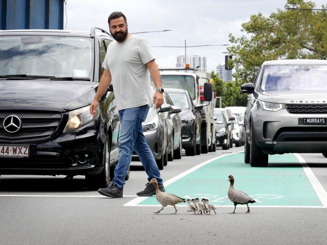 Kayhan Tabrizi guides the ducks across. Picture: Steve Pohlner