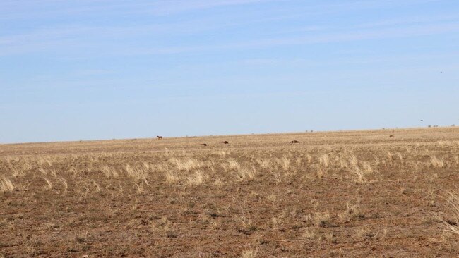 Police are investigating the brutal shooting of horses near Longreach. Picture: Queensland Police