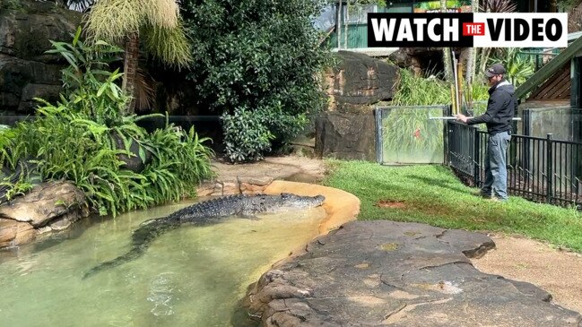 Blake Stone leading the croc show at Billabong Zoo