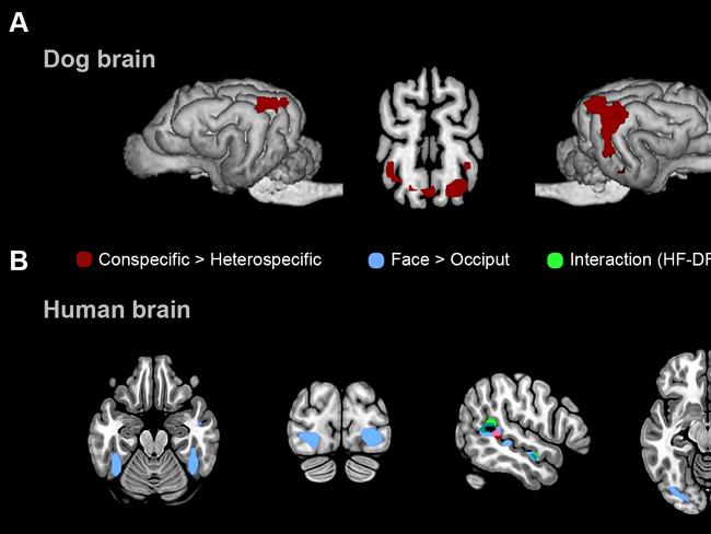 This picture shows a dog and human contrast maps superimposed on template brains after an examination at an MR scanner at Eotvos Lorand University in Budapest, Hungary, on September 30, 2020. - Faces are more important for humans than dogs, according to a brain activity study on how the two species see each other published by a team of Hungarian and Mexican researchers on October 5, 2020. (Photo by Eniko KUBINYI / AFP)