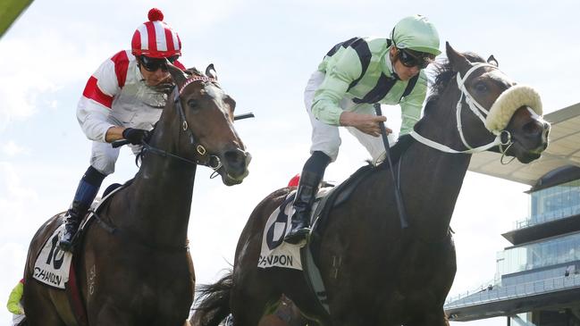 Speed Legend looks a good-each-way chance in race 3 at Randwick on Saturday. Picture: Getty Images
