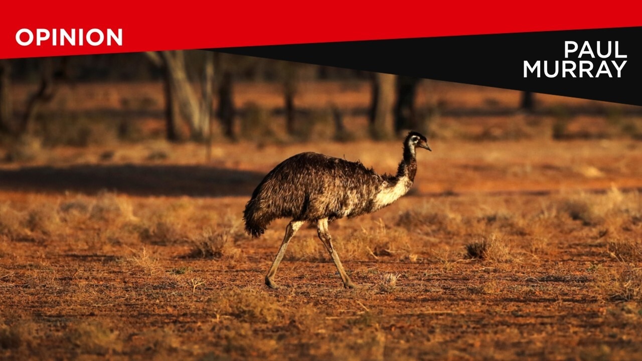 Hunt for man who mowed down emus