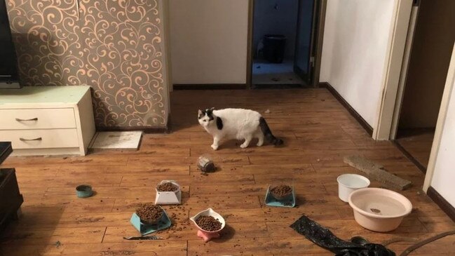 This cat won’t go hungry. Picture: Wuhan Pet Life Online