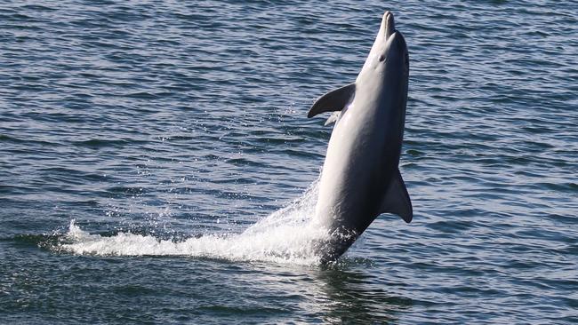 Port River dolphins Mel, tail walking May 26, 2022. Picture: Jenni Wyrsta