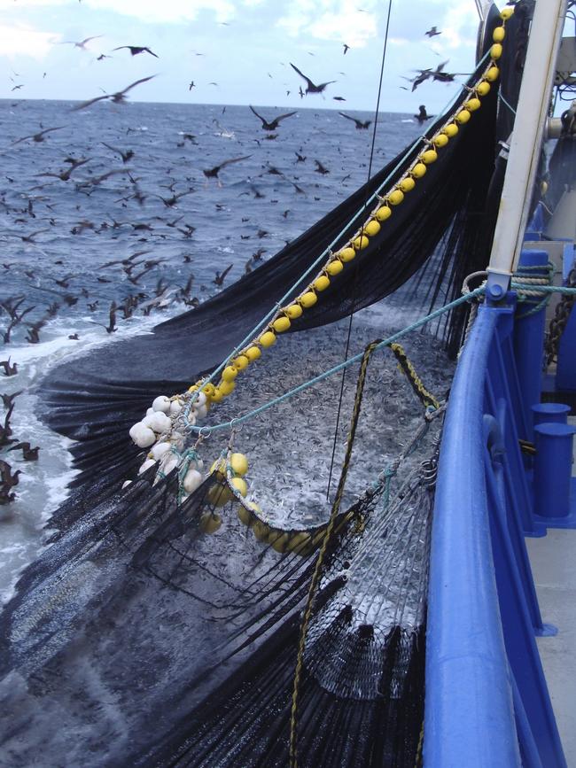 The South Australian Sardine Industry hauling in Australian Sardines caught from Southern Australia’s marine environment. Picture: South Australian Sardine Industry Association Inc.
