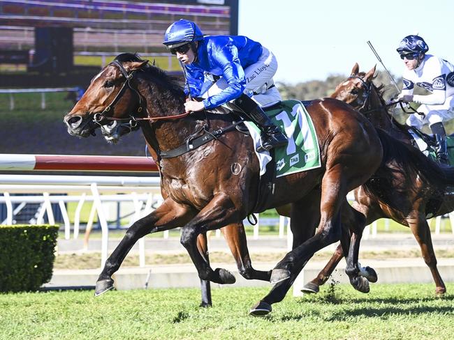 Last Druid returns to Wyong looking to claim his second career win. Picture: Bradley Photos