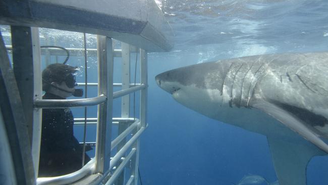 A great white shark investigates a shark cage with Adventure Bay Charters. Picture: Tourism SA