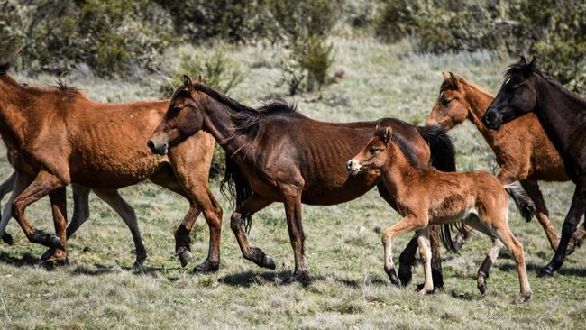 Some of the more than 15,000 feral horses estimated to be roaming within the Northern Kosciuszko survey block. Picture: Ricky French