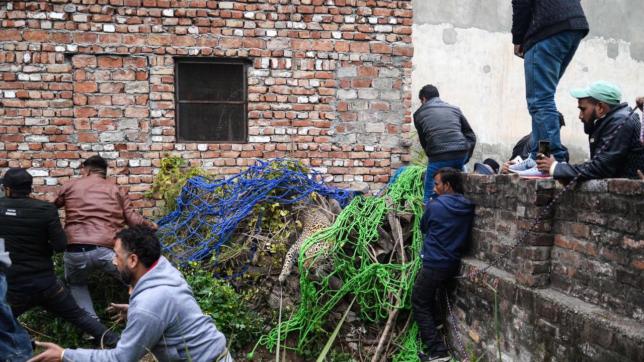 Indian men try to catch a leopard as others run away from the animal that has attacked residents. Picture: AFP