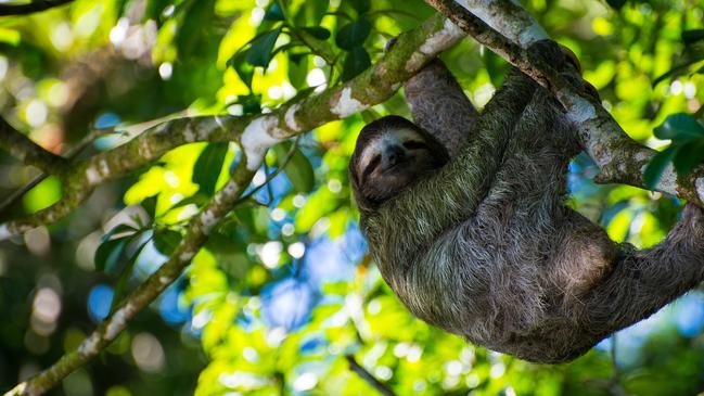 Sloth in Costa Rica.