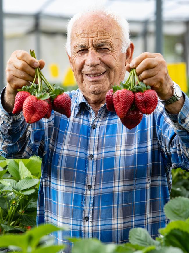 Mr Scotti has been farming strawberries in Dural for 50 years. Picture: Julian Andrews