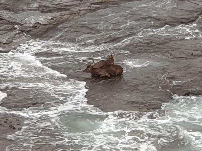 Two of the deer on a rock shelf at North Wollongong on July 4. Picture: Karl Runeson.