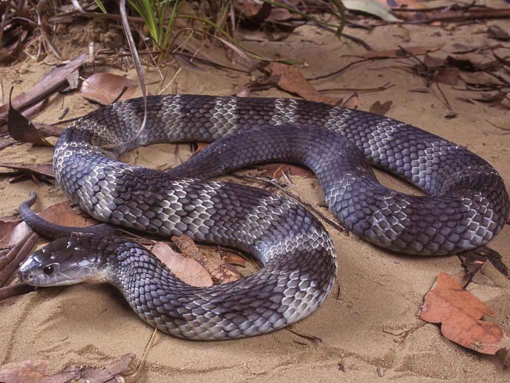 Mainland tiger snake.