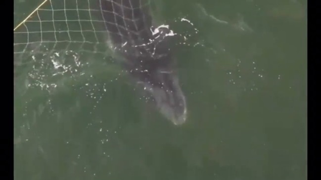 Humpback whale trapped off Gold Coast