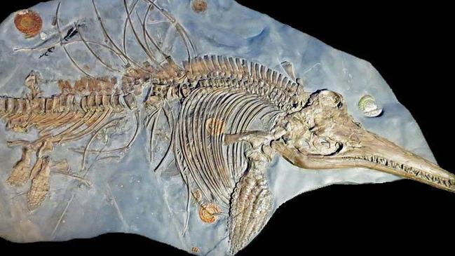 Dinosaur fossil discvoery: Scientists find lIchthyosaurus fossil ...