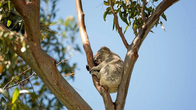 It is believed koala populations have declined in NSW by an estimated 26% over the past 15-21 years. Picture: Trevor Veale