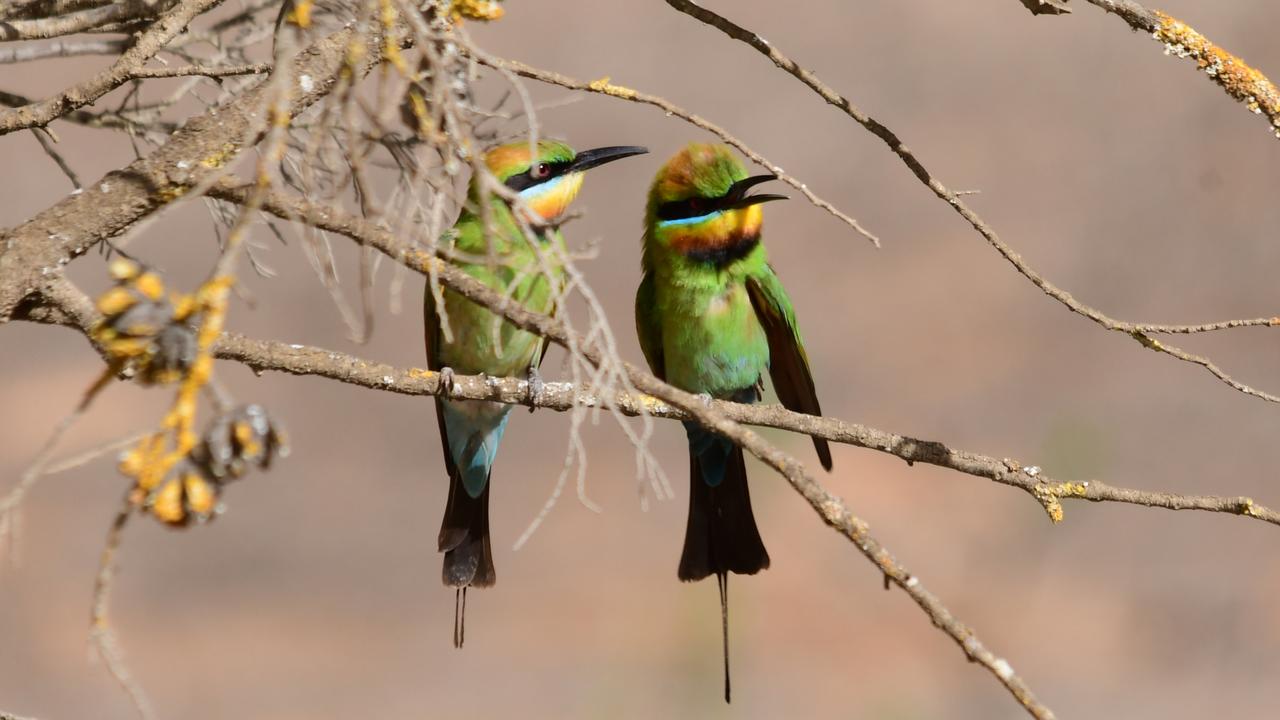 Gorgeous local rainbow bee eaters at Monarto Safari Park. Dawn picture: Geoff Brooks