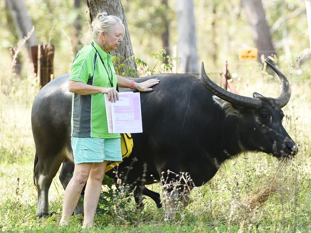 Jacky Holden worked as a field officer during the 2016 Census. Picture: Helen Orr