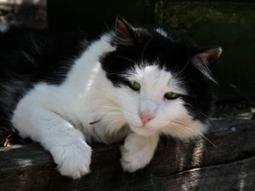 Beloved family cat, Harry, was mauled to death by an American staffordshire terrier in Greensborough in July.