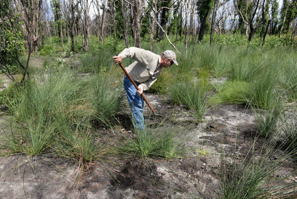 GRAVEYARD: A council worker covers the remains of a dead greyhound in the Vera Scarth-Johnson Wildflower Reserve near Coonarr Beach. Photo: Mike Knott / NewsMail. Picture: Mike Knott