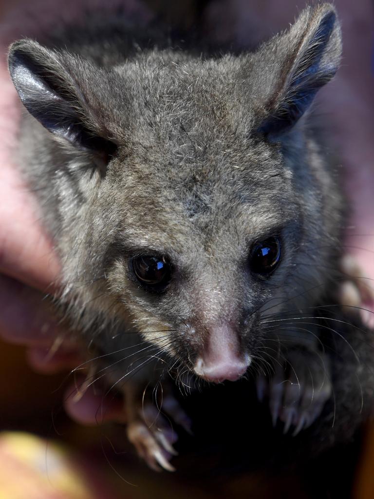 A possum in the care of Ann Pashley. Picture: Tricia Watkinson