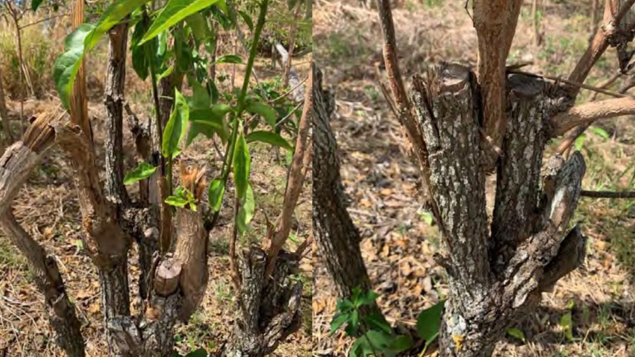 Mackay Regional Council discovered an extreme case of vegetation vandalism at The Esplanade, Grasstree Beach. Picture: Mackay Regional Council