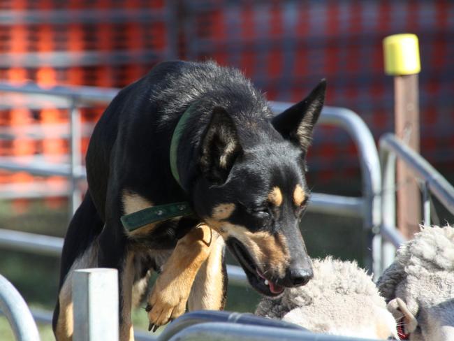 Dogs working in the Yard Dog trials at Lucindale South East Field Days.