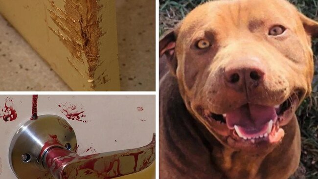 Bloody scene after dog attacks family