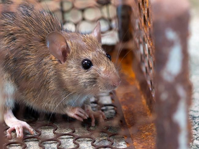 Rats are associated with the disease leptospirosis.