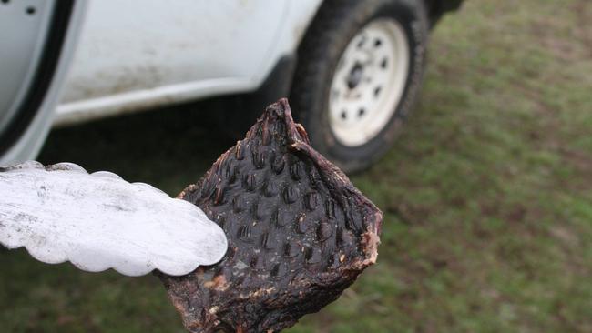 A fox bait of dried kangaroo meat laced with 1080 poison