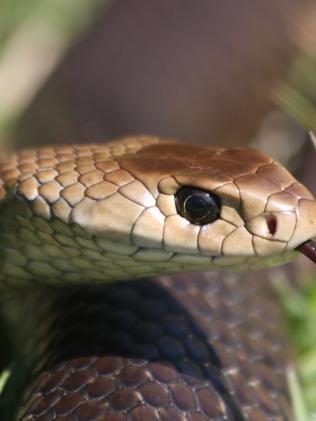 Snake bite incidents on increase: QAS | The Courier Mail